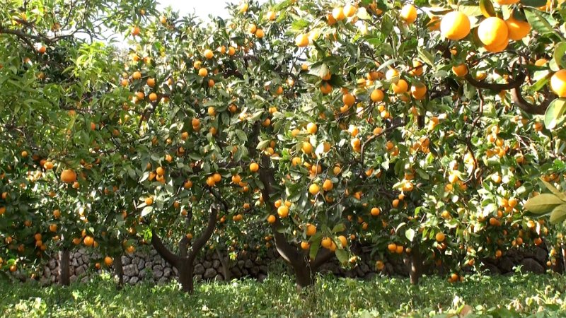 Still 62.jpg - Orangen